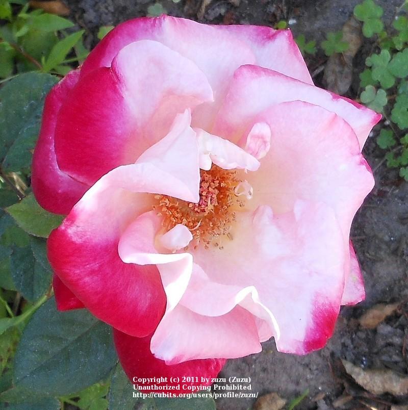 Photo of Rose (Rosa 'Double Perfection') uploaded by zuzu