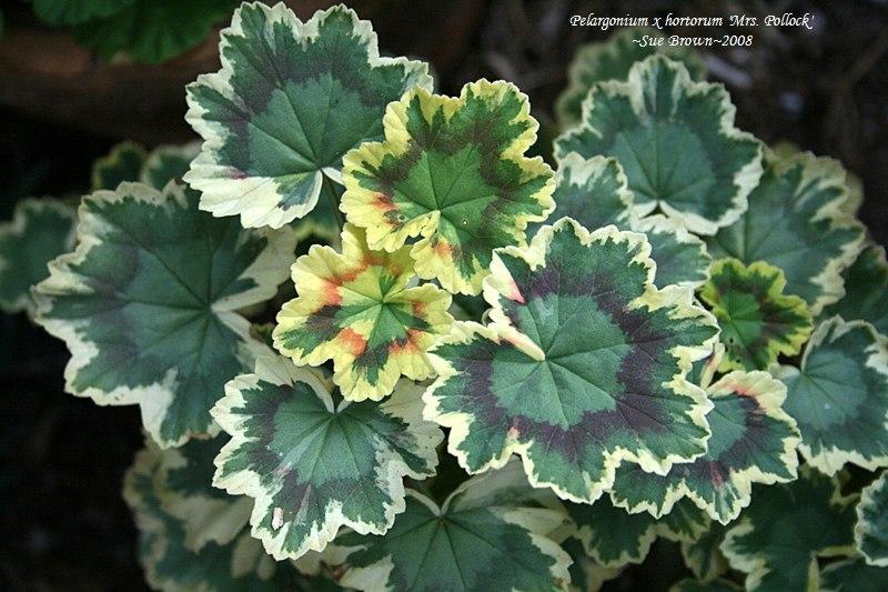 Photo of Zonal Geranium (Pelargonium x hortorum 'Mrs. Pollock') uploaded by Calif_Sue