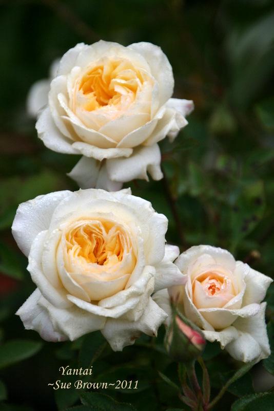 Photo of Rose (Rosa 'Yantai') uploaded by Calif_Sue