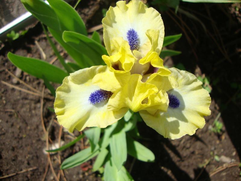 Photo of Standard Dwarf Bearded Iris (Iris 'Experiment') uploaded by Paul2032
