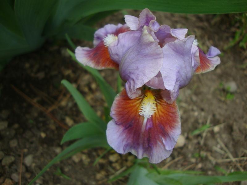 Photo of Standard Dwarf Bearded Iris (Iris 'Alamo Joe') uploaded by Paul2032