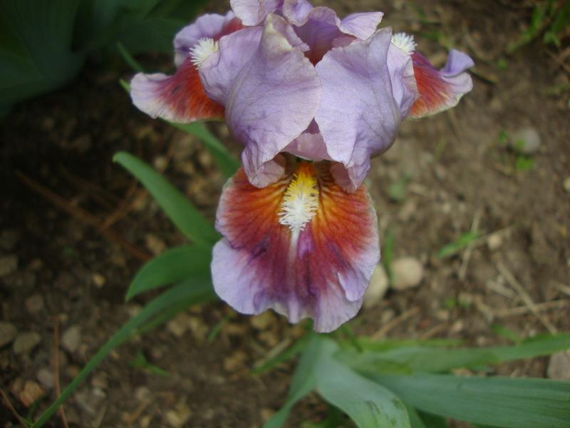 Photo of Standard Dwarf Bearded Iris (Iris 'Alamo Joe') uploaded by Paul2032