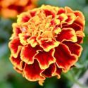 Plant Marigolds To Deter Insects