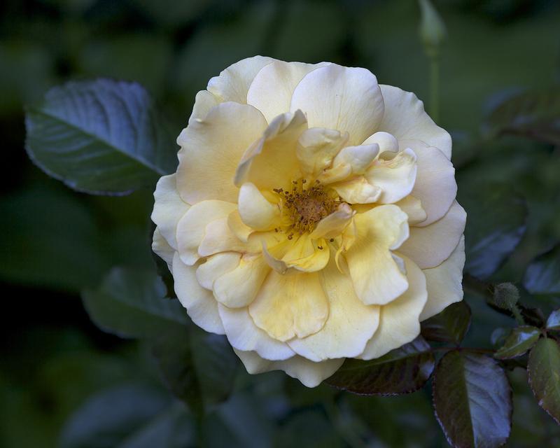 Photo of Floribunda Rose (Rosa 'Amber Queen') uploaded by Mike