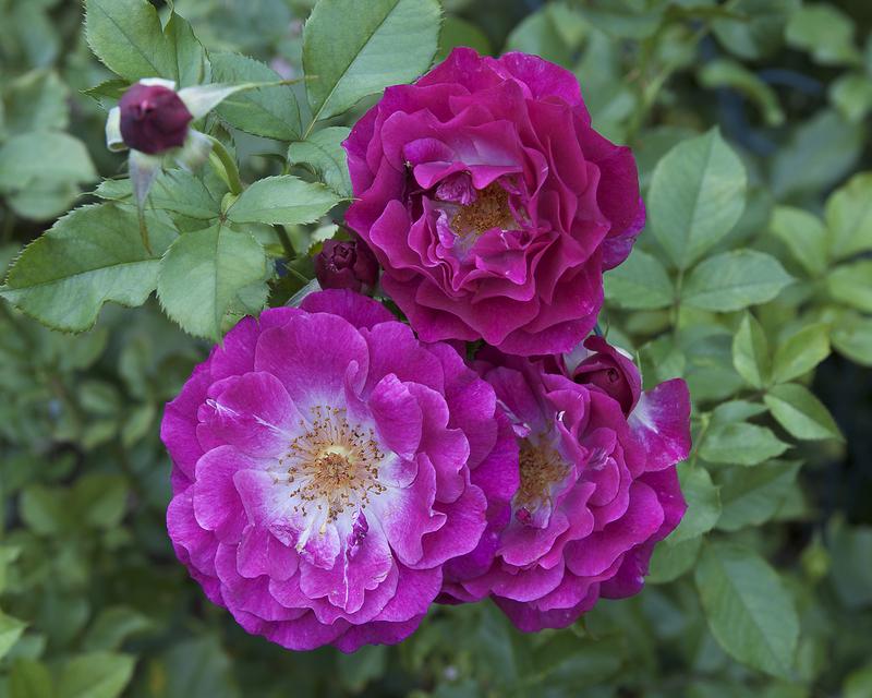 Photo of Rose (Rosa 'Wild Blue Yonder') uploaded by Mike