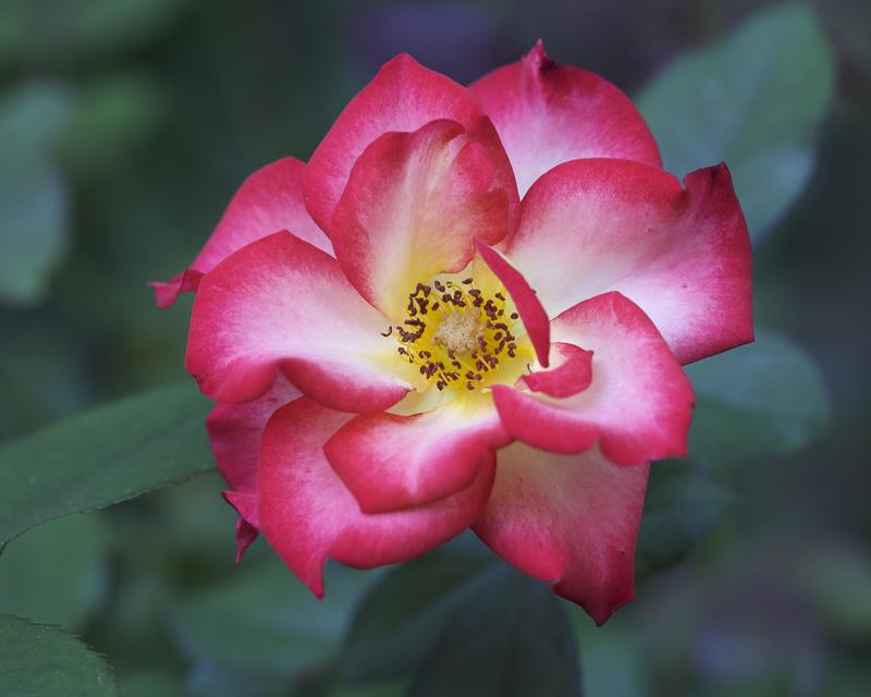 Photo of Rose (Rosa 'Betty Boop') uploaded by Mike