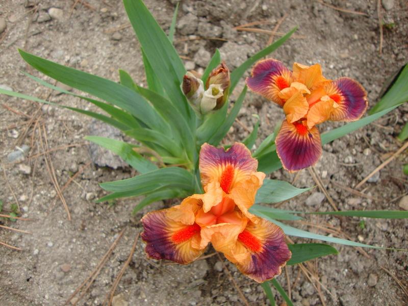 Photo of Standard Dwarf Bearded Iris (Iris 'Fire Coral') uploaded by Paul2032