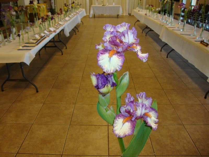 Photo of Intermediate Bearded Iris (Iris 'Intoxicating') uploaded by Paul2032