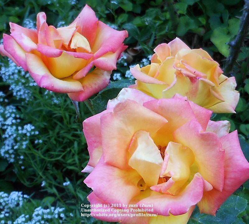Photo of Rose (Rosa 'Red Gold') uploaded by zuzu