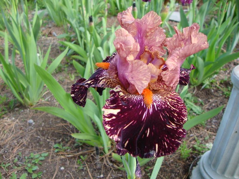 Photo of Tall Bearded Iris (Iris 'Kickapoo Kangaroo') uploaded by Paul2032