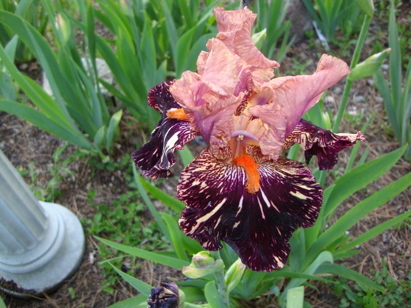 Photo of Tall Bearded Iris (Iris 'Kickapoo Kangaroo') uploaded by Paul2032