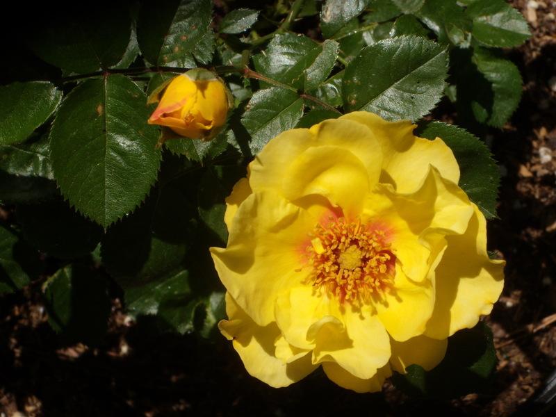 Photo of Rose (Rosa 'Eyeconic Lemonade') uploaded by Betja