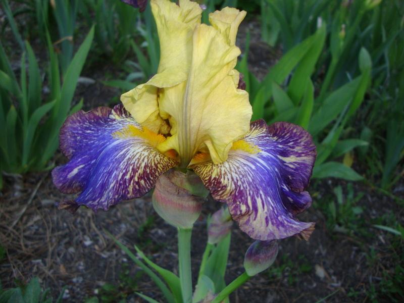 Photo of Tall Bearded Iris (Iris 'Kilimanjaro Sunrise') uploaded by Paul2032