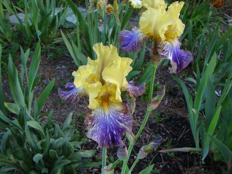 Photo of Tall Bearded Iris (Iris 'Kilimanjaro Sunrise') uploaded by Paul2032