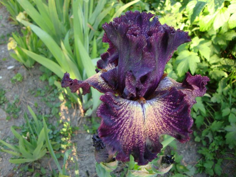 Photo of Tall Bearded Iris (Iris 'Dark Drama') uploaded by Paul2032