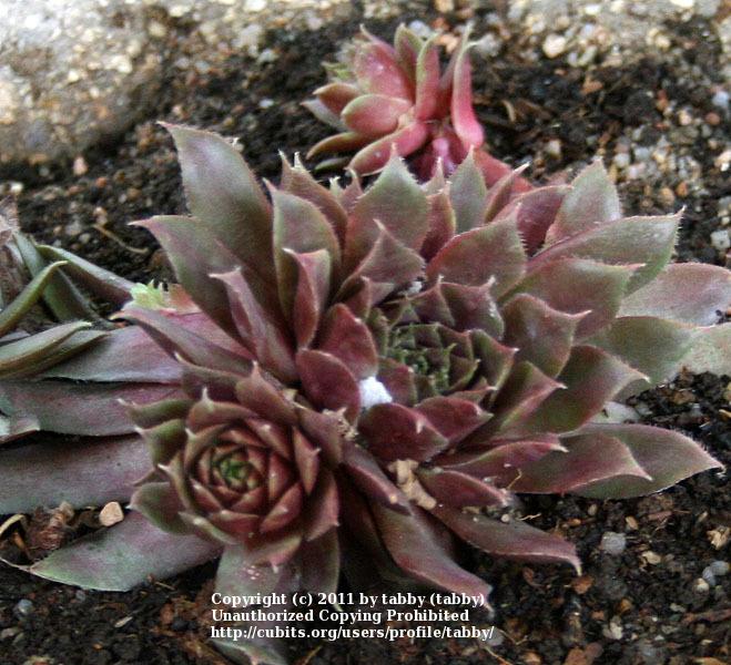 Photo of Hen and Chicks (Sempervivum 'Royal Ruby') uploaded by tabby