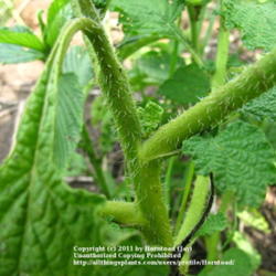 Location: Beaumont, Jefferson County, Texas
Date: July 18, 2011
Indian heliotrope Stem