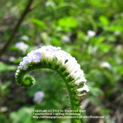 Location: Beaumont, Jefferson County, Texas 
Date: July 18, 2011
Indian heliotrope bloom side view.
