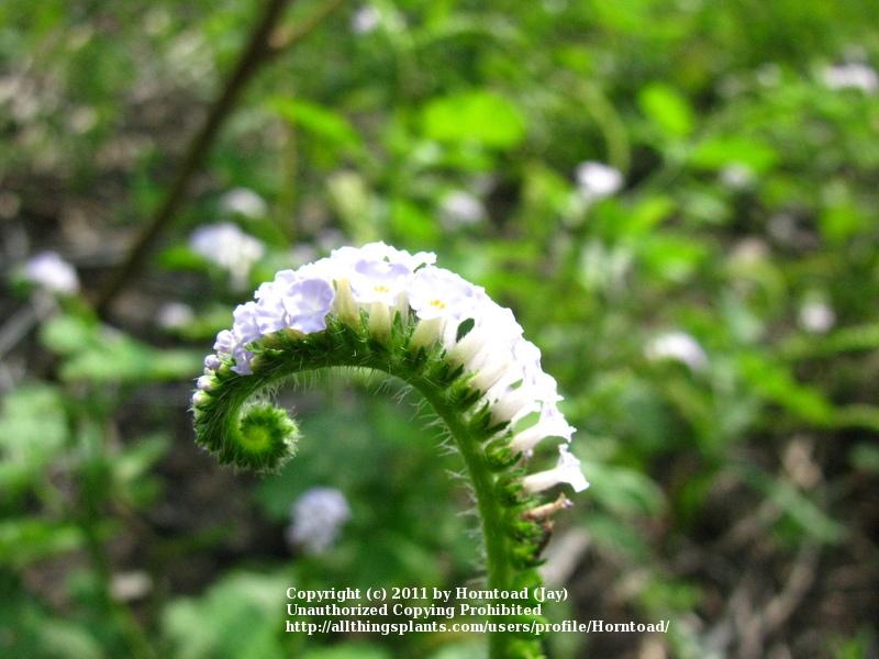 Photo of Indian Heliotrope (Heliotropium indicum) uploaded by Horntoad