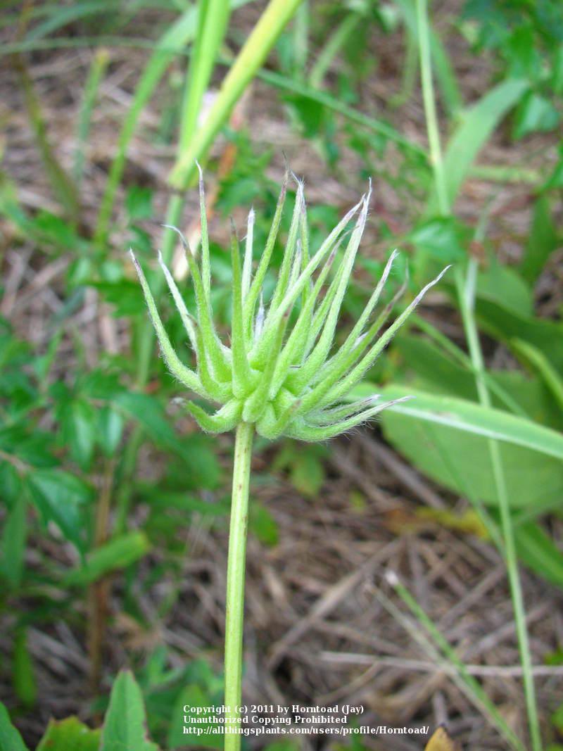 Photo of Clematis (Clematis crispa) uploaded by Horntoad
