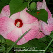 Hardy Hibiscus 'Luna Pink Swirl' 