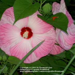Location: Jefferson County, Texas
Date: June 9, 2009
Hardy Hibiscus 'Luna Pink Swirl'