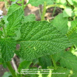 Location: Beaumont, Jefferson County, Texas
Date: July 18, 2011
Indian heliotrope leaf