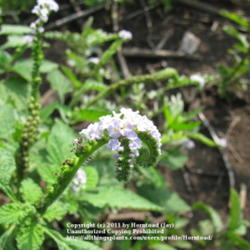 Location: Beaumont, Jefferson County, Texas
Date: July 18, 2011
Indian heliotrope blooms