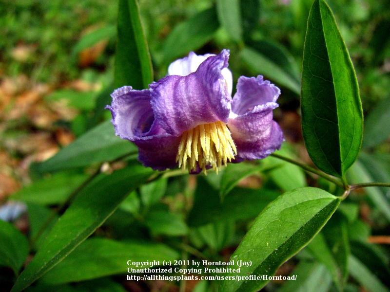 Photo of Clematis (Clematis crispa) uploaded by Horntoad