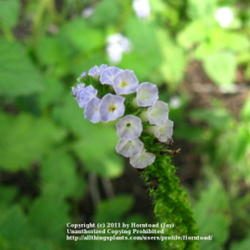Location: Beaumont, Jefferson County, Texas
Date: July 18, 2011
Indian heliotrope bloom