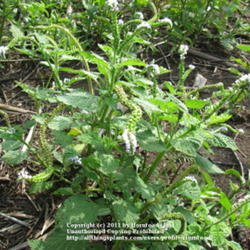 Location: Beaumont, Jefferson County, Texas
Date: July 18, 2011
Indian heliotrope