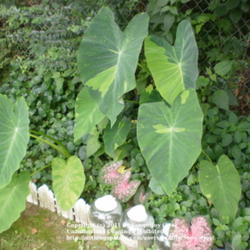 Location: Middle Tennessee
Date: 7/27/2011
Lime Aide Colocasia and friends in a shade garden