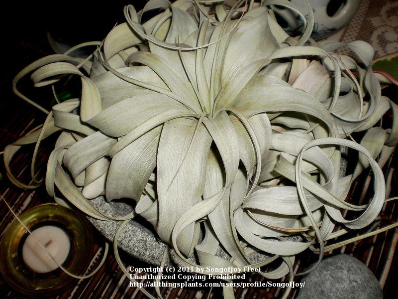 Photo of Air Plant (Tillandsia xerographica) uploaded by SongofJoy