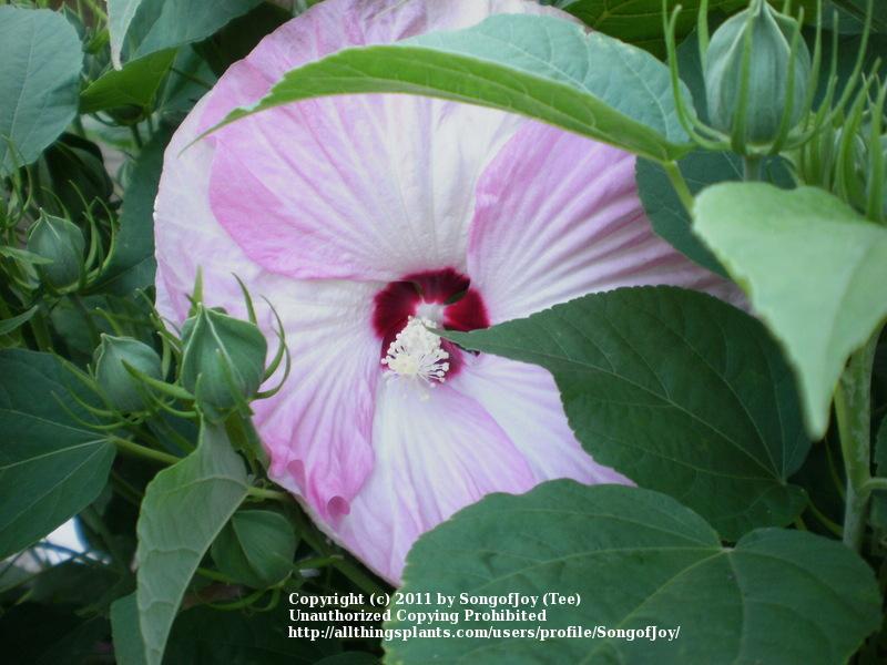 Photo of Hybrid Hardy Hibiscus (Hibiscus Luna™ Pink Swirl) uploaded by SongofJoy