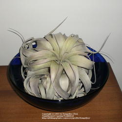 Location: Home
Date: 12/4/2010
 T. xerographica in a 12\" bowl