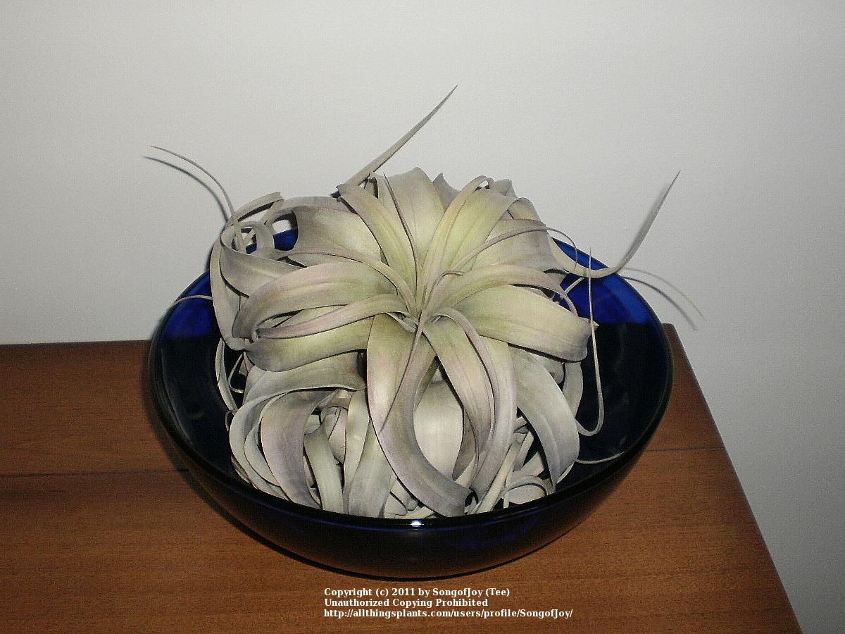 Photo of Air Plant (Tillandsia xerographica) uploaded by SongofJoy