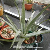 Two large potted Aloe vera plants