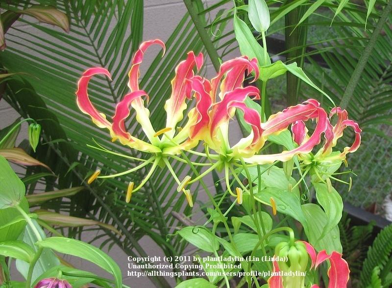 Photo of Gloriosa Lily (Gloriosa superba 'Rothschildiana') uploaded by plantladylin