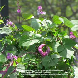 Location: My back deck
Date: June 6, 2011
Purple Hyacinth Bean Vine