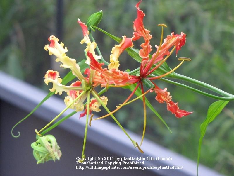 Photo of Gloriosa Lily (Gloriosa superba 'Rothschildiana') uploaded by plantladylin