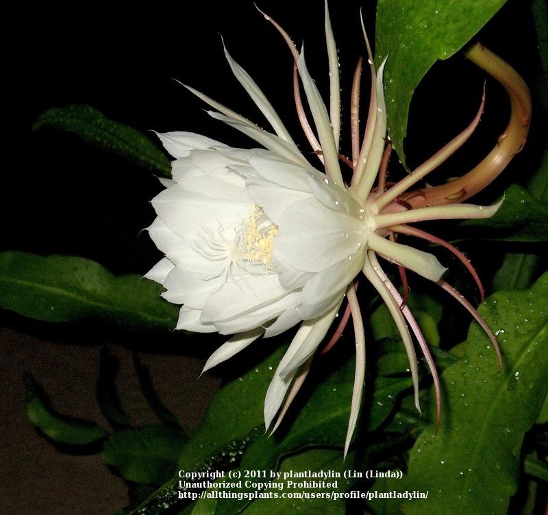 Photo of Queen of the Night (Epiphyllum oxypetalum) uploaded by plantladylin