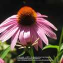The Top 25 Coneflowers