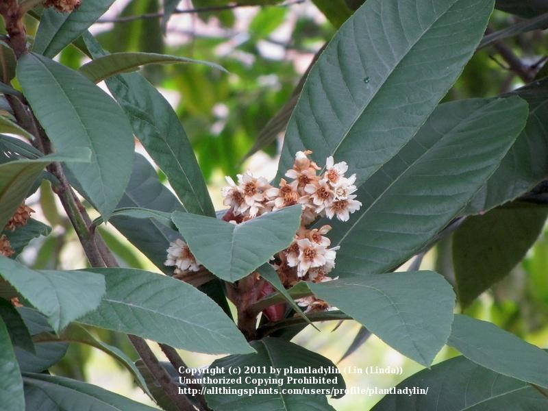 Photo of Loquat (Rhaphiolepis bibas) uploaded by plantladylin