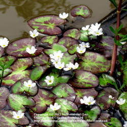 Location: LNVA Canal, Jefferson County, Texas
Date: March 29, 2011
Little Floating Hearts