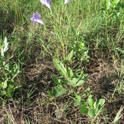Location: Beaumont, Jefferson County, Texas
Date: July 6 2010
Ruellia nudiflora single plant
