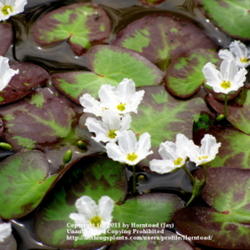 Location: LNVA Canal, Jefferson County, Texas
Date: March 29, 2011
Little Floating Hearts Flowers