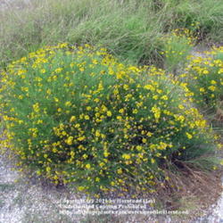 Location: Beaumont, Jefferson County, Texas
Date: August 23, 2011
Sneezeweed