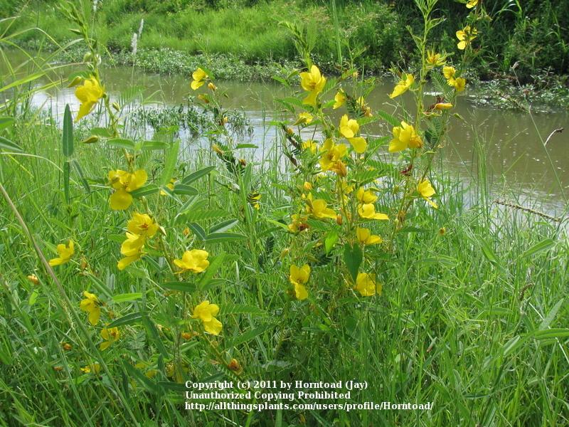 Photo of Partridge Pea (Chamaecrista fasciculata) uploaded by Horntoad