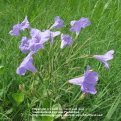 Location: Beaumont, Jefferson County, Texas
Date: July 21, 2010
Violet ruellia Blooms