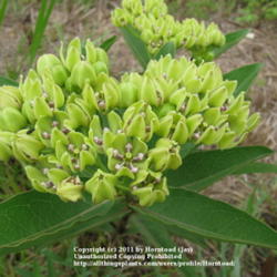 Location: Beaumont, Jefferson County, Texas
Date: July 18, 2011
Green Milkweed blooms.